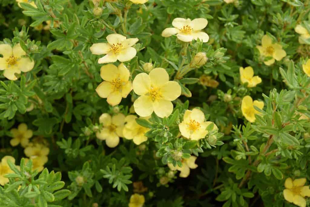 Potentilla fruticosa 'Katherine Dykes' 30-40 cm